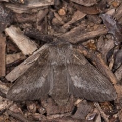 Pernattia pusilla at Melba, ACT - 21 Oct 2020 08:20 PM