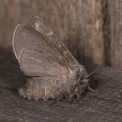 Pernattia pusilla at Melba, ACT - 21 Oct 2020 08:20 PM