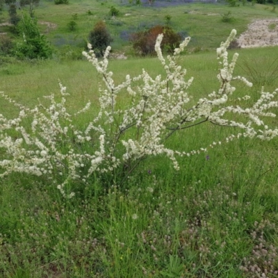 Hakea microcarpa (Small-fruit Hakea) at Theodore, ACT - 23 Oct 2020 by RomanSoroka