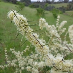 Hakea microcarpa at Theodore, ACT - 23 Oct 2020 06:58 AM