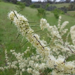 Hakea microcarpa at Theodore, ACT - 23 Oct 2020 06:58 AM