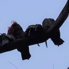 Callocephalon fimbriatum (Gang-gang Cockatoo) at Red Hill to Yarralumla Creek - 23 Oct 2020 by JackyF