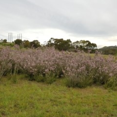 Kunzea parvifolia (Violet Kunzea) at Theodore, ACT - 22 Oct 2020 by Roman