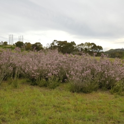 Kunzea parvifolia (Violet Kunzea) at Theodore, ACT - 23 Oct 2020 by RomanSoroka