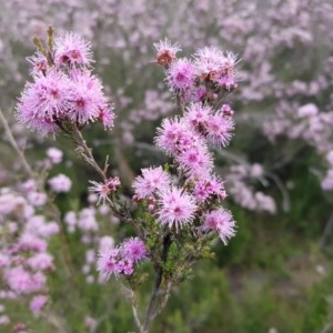 Kunzea parvifolia at Theodore, ACT - 23 Oct 2020 06:48 AM