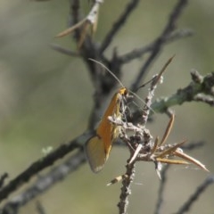 Philobota undescribed species near arabella (A concealer moth) at Carwoola, NSW - 10 Oct 2020 by Sarah2019