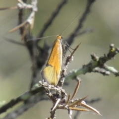 Philobota undescribed species near arabella at Carwoola, NSW - 11 Oct 2020 08:53 AM