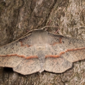 Antictenia punctunculus at Melba, ACT - 21 Oct 2020