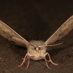 Antictenia punctunculus at Melba, ACT - 21 Oct 2020