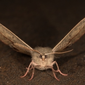 Antictenia punctunculus at Melba, ACT - 21 Oct 2020