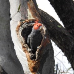 Callocephalon fimbriatum (Gang-gang Cockatoo) at Acton, ACT - 21 Oct 2020 by HelenCross