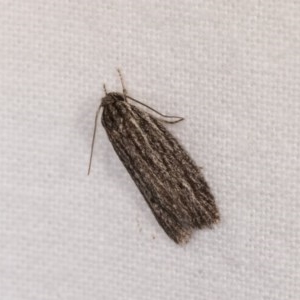 Phloeograptis obliquata at Melba, ACT - 21 Oct 2020