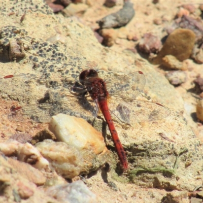 Diplacodes bipunctata (Wandering Percher) at Cuumbeun Nature Reserve - 10 Oct 2020 by Sarah2019