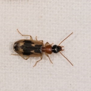 Anomotarus crudelis at Melba, ACT - 21 Oct 2020