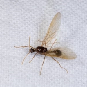 Aphaenogaster longiceps at Melba, ACT - 21 Oct 2020