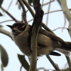 Melithreptus brevirostris (Brown-headed Honeyeater) at Stromlo, ACT - 18 Oct 2020 by HelenCross