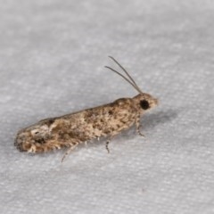 Crocidosema plebejana (Cotton Tipworm Moth) at Melba, ACT - 21 Oct 2020 by kasiaaus