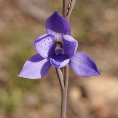Thelymitra ixioides (Dotted Sun Orchid) at Deua National Park (CNM area) - 23 Oct 2020 by trevsci