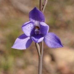 Thelymitra ixioides (Dotted Sun Orchid) at Krawarree, NSW - 23 Oct 2020 by trevsci