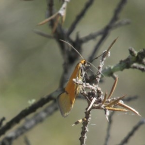 Philobota undescribed species near arabella at Carwoola, NSW - 11 Oct 2020 08:53 AM