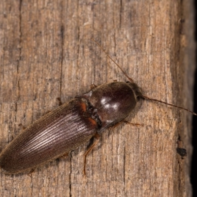 Monocrepidius (genus) (Click beetle) at Melba, ACT - 21 Oct 2020 by kasiaaus