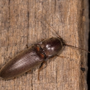 Monocrepidus sp. (genus) at Melba, ACT - 21 Oct 2020