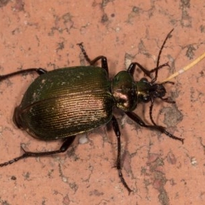 Calosoma schayeri at Melba, ACT - 21 Oct 2020 10:34 PM