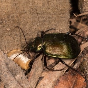 Calosoma schayeri at Melba, ACT - 21 Oct 2020 10:34 PM