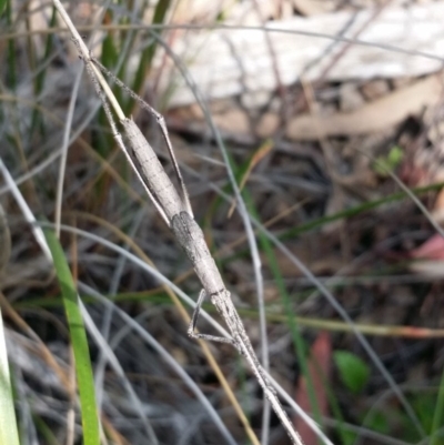 Zaprochilus australis (Twig-mimic katydid) at Black Mountain - 22 Oct 2020 by Tdoh