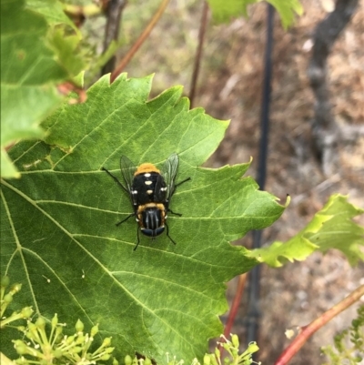 Scaptia sp. (genus) (March fly) at Bangalee, NSW - 20 Oct 2020 by Ry