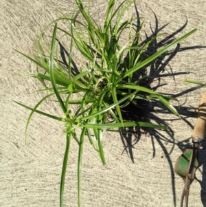 Cyperus eragrostis at Weetangera, ACT - 23 Oct 2020