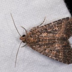Hypoperigea tonsa (A Noctuid moth (Acronictinae) at Melba, ACT - 21 Oct 2020 by kasiaaus