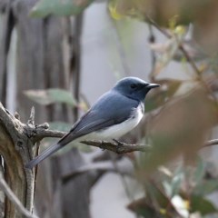 Myiagra rubecula (Leaden Flycatcher) at Mount Ainslie - 21 Oct 2020 by jbromilow50