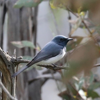 Myiagra rubecula (Leaden Flycatcher) at Majura, ACT - 21 Oct 2020 by jbromilow50