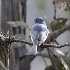 Myiagra rubecula at Majura, ACT - 21 Oct 2020