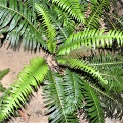 Blechnum nudum (Fishbone Water Fern) at Budderoo National Park - 23 Oct 2020 by plants