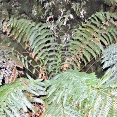 Todea barbara (King Fern) at Budderoo National Park - 23 Oct 2020 by plants