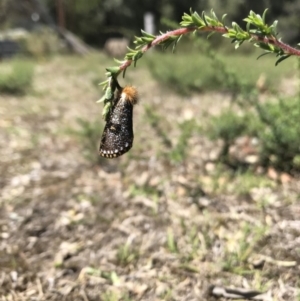 Epicoma contristis at Budgong, NSW - 3 Jul 2020