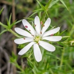 Stellaria pungens (Prickly Starwort) at Black Mountain - 18 Oct 2020 by HelenCross