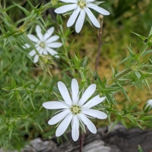 Stellaria pungens at Downer, ACT - 18 Oct 2020 11:38 AM