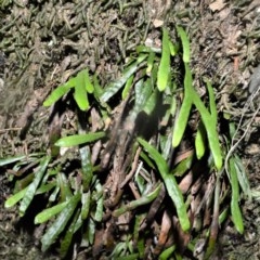Notogrammitis billardierei (Finger Fern) at Robertson, NSW - 23 Oct 2020 by plants