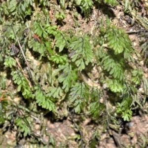 Hymenophyllum cupressiforme at Robertson, NSW - 23 Oct 2020
