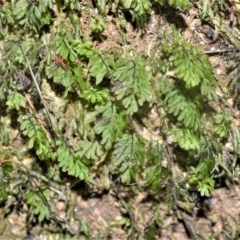 Hymenophyllum cupressiforme (Common Filmy Fern) at Budderoo National Park - 23 Oct 2020 by plants
