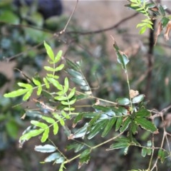 Eucryphia moorei (Pinkwood/Plumwood) at Budderoo National Park - 23 Oct 2020 by plants