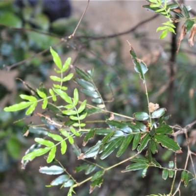 Eucryphia moorei (Pinkwood/Plumwood) at Budderoo National Park - 23 Oct 2020 by plants