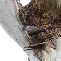 Daphoenositta chrysoptera (Varied Sittella) at Majura, ACT - 21 Oct 2020 by jbromilow50