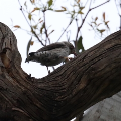 Daphoenositta chrysoptera at Majura, ACT - 21 Oct 2020