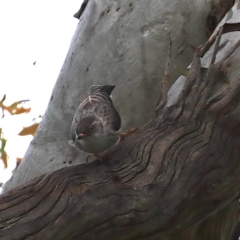 Daphoenositta chrysoptera at Majura, ACT - 21 Oct 2020