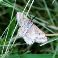 Scopula rubraria (Reddish Wave, Plantain Moth) at Page, ACT - 23 Oct 2020 by DonTaylor