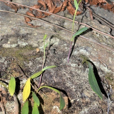 Rimacola elliptica (Green Rock Orchid) by plants